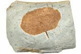 Fossil Leaf (Zizyphoides) - Montana #223815-1